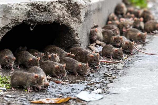 Apa Itu Hantavirus? Kenali Gejala, Penyebab, dan Cara Pencegahannya - EPOCHSTREAM