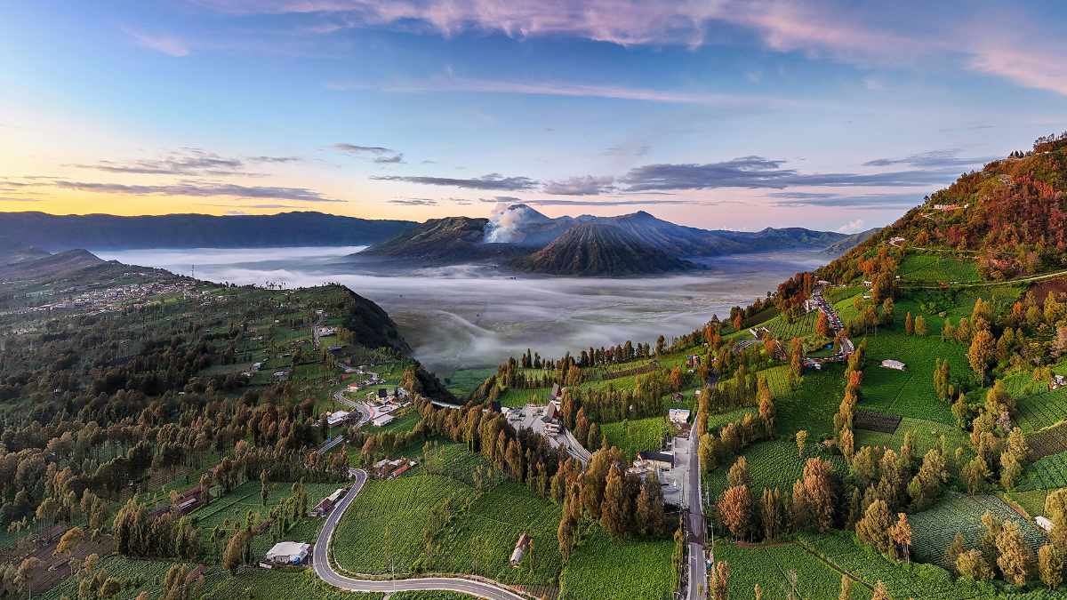 Sapi Perah Bernama Bromo