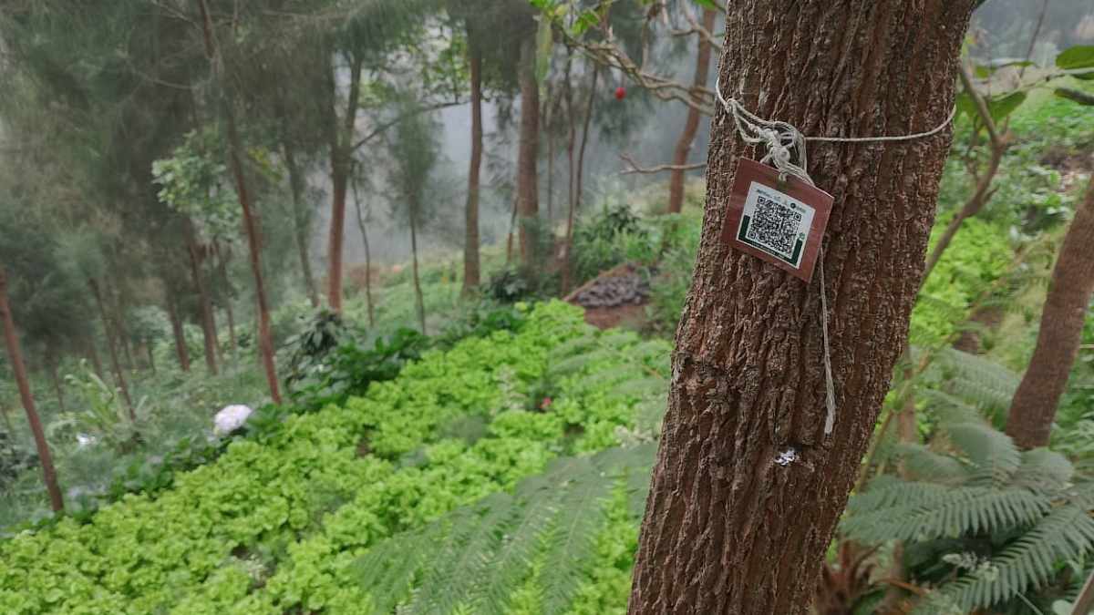 Barcode Pohon - Komunitas Bala Daun Tosari Pasuruan - EPOCHSTREAM