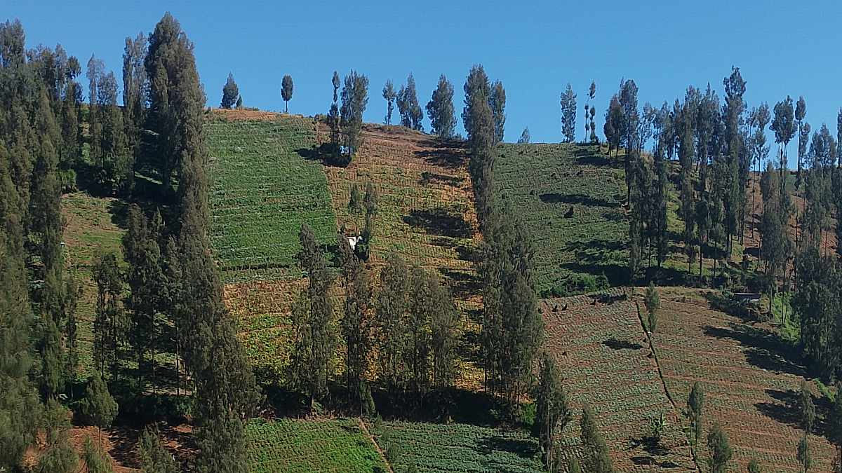 Ladang Pertanian di Tosari