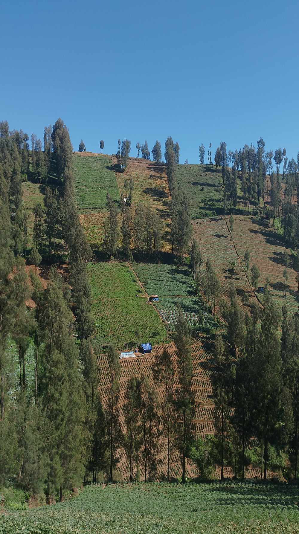 Ladang Pertanian di Desa Tosari Pasuruan - EPOCHSTREAM